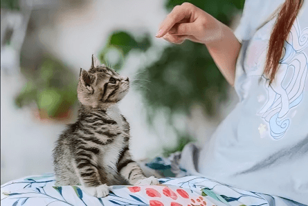 How can you shape your cat's personality to make it well-behaved and affectionate?