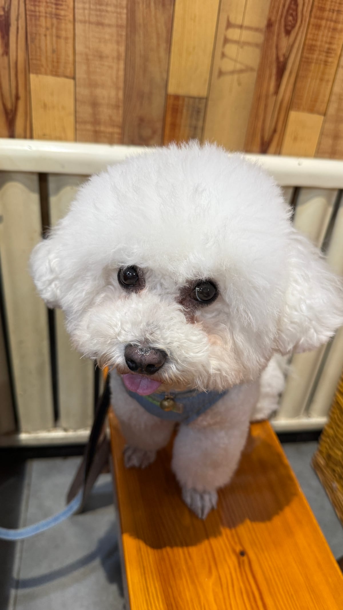 You might think you're showing your dog love, but they actually find these 8 behaviors off-putting—stop doing them!
