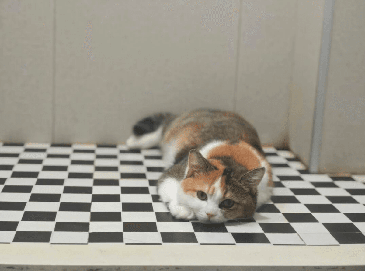 Is your cat still urinating inappropriately after being spayed/neutered? You might have overlooked this reason.